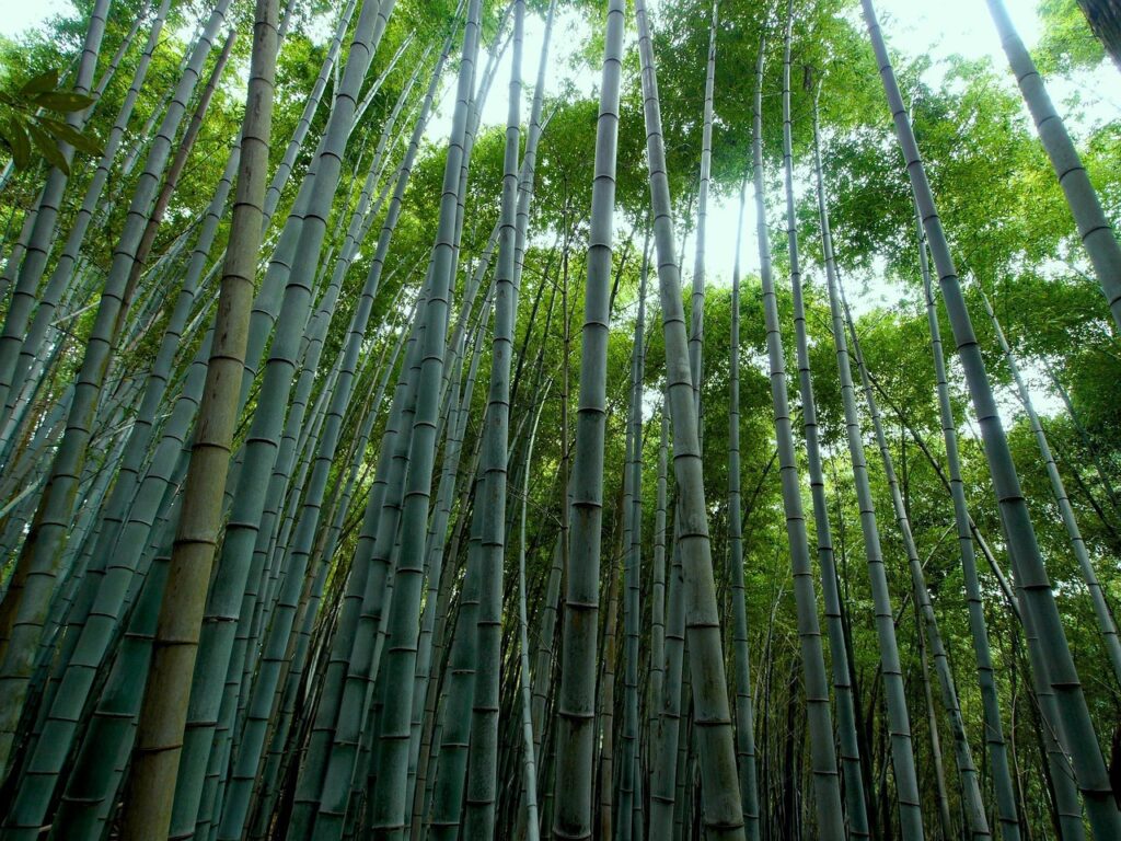 Bamboo Fiber and Sugarcane Bagasse: Sustainable Materials for a Greener Future Bamboo grows rapidly without the need for pesticides
